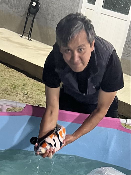 Кои рыба для пруда