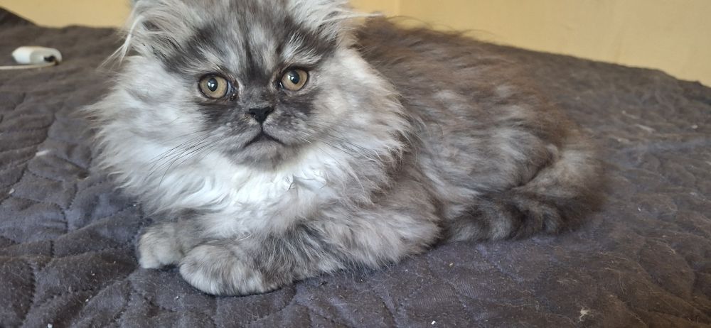 Персийски котета