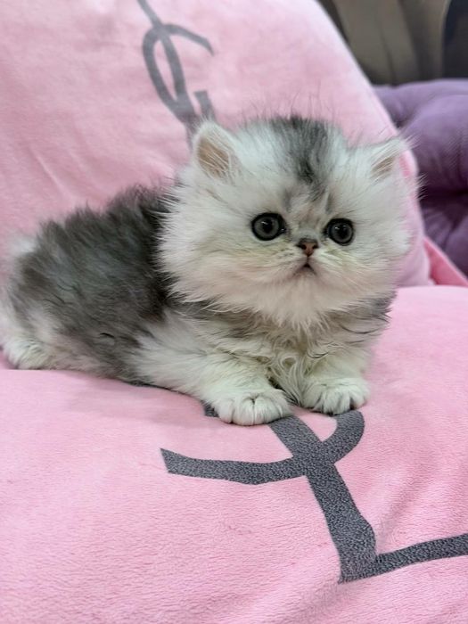 британская чистокровная серебристая шиншилла девочка