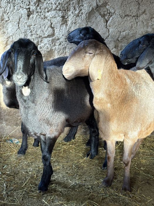 Гисарские тохлы !