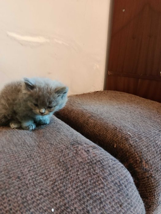Британска котка