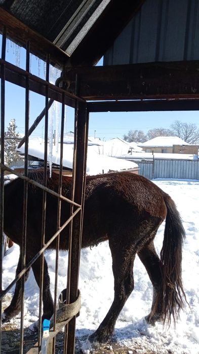 Продам жеребчика