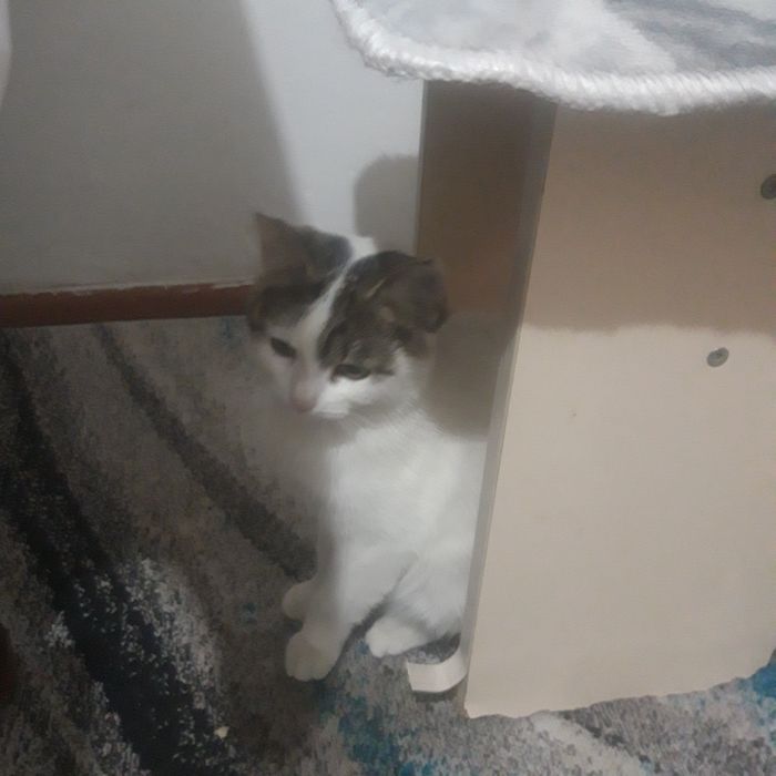 Котёнок продам. Хороши и красивый