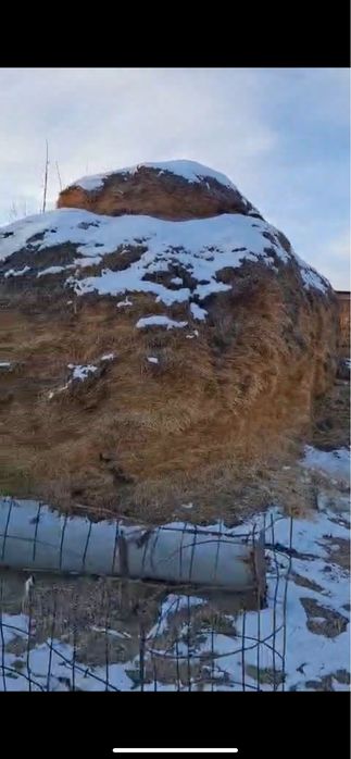 Сабан таза.12телешка