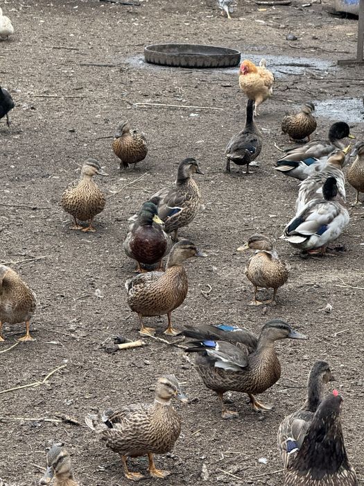 Продам диких уток