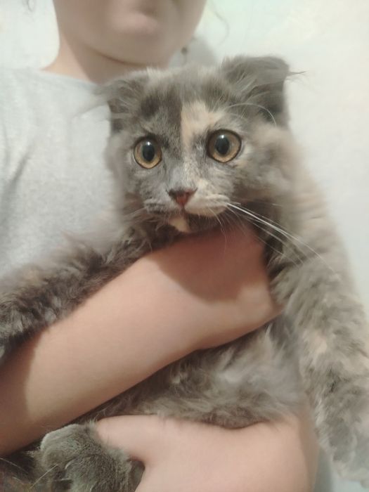 Котенок ищет дом. Девочка 3-4 месяца