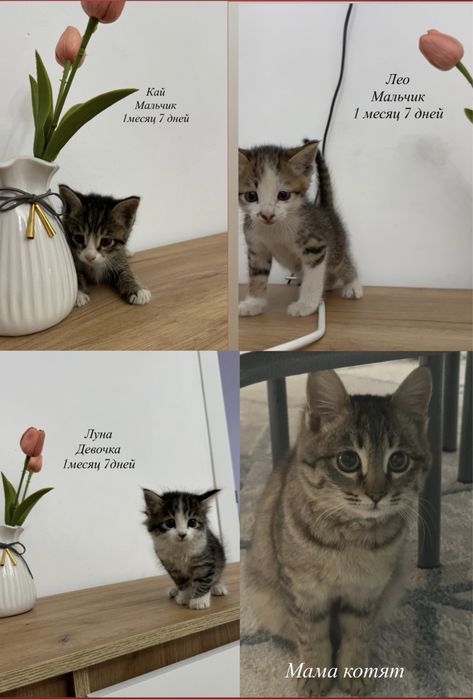 Котята в добрые и ответственные руки