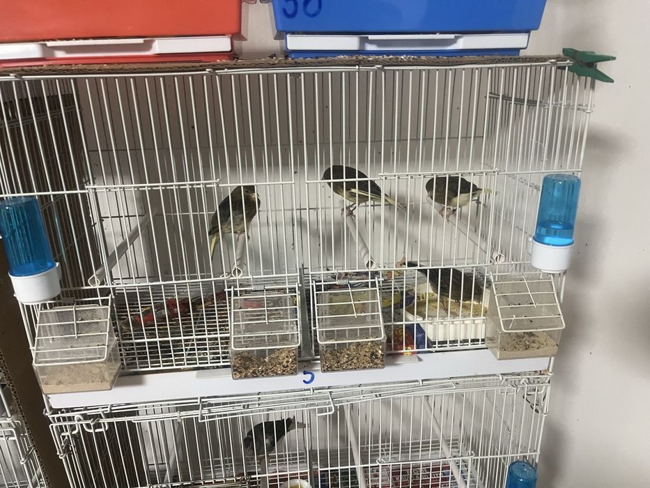 Canari cauta alta casa