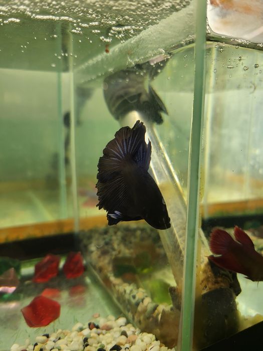 Аквариумные рыбки Петушки