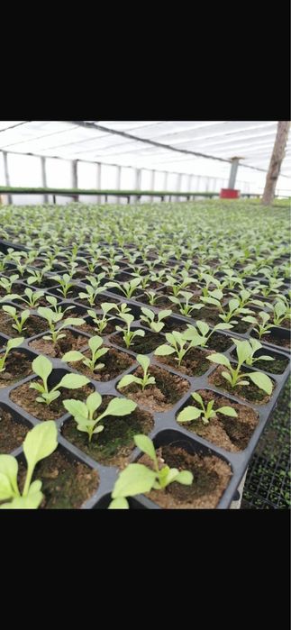 Рассада однолетних цветов.