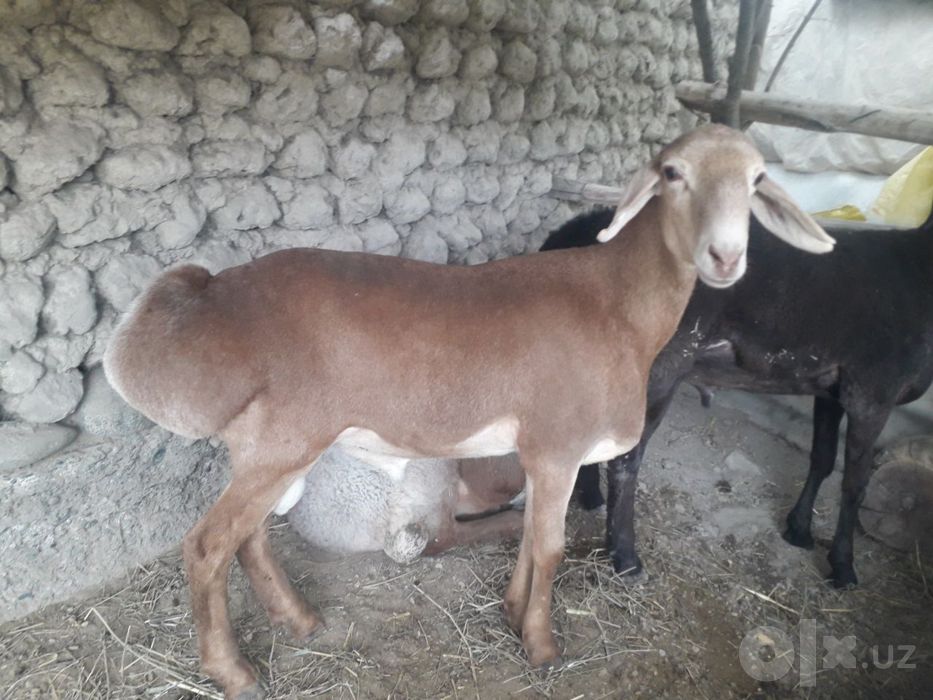 Qoy qoʻzilar qoʻylar sotamiz