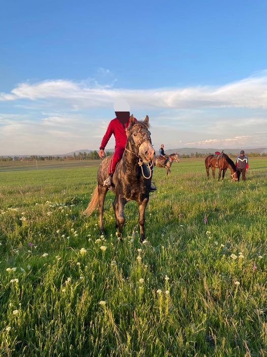 Айгыр Конь Рысак Кокпар