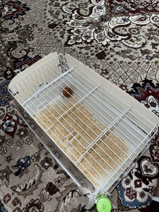 Декоратывный кролик