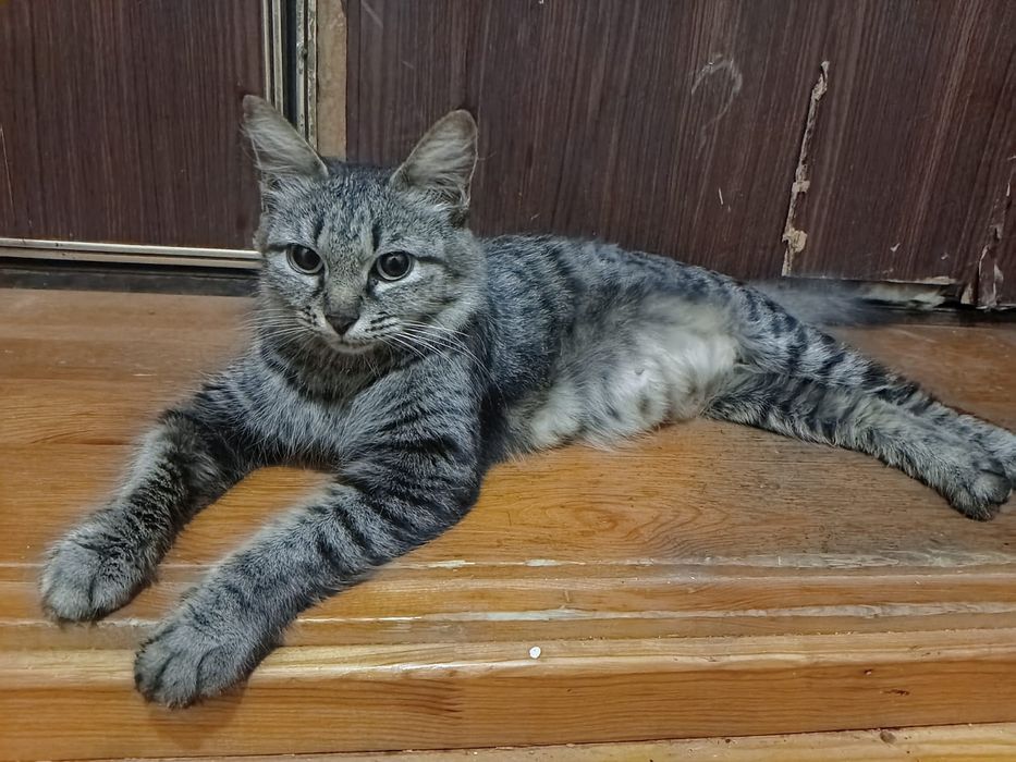 Кошка втдобрые руки