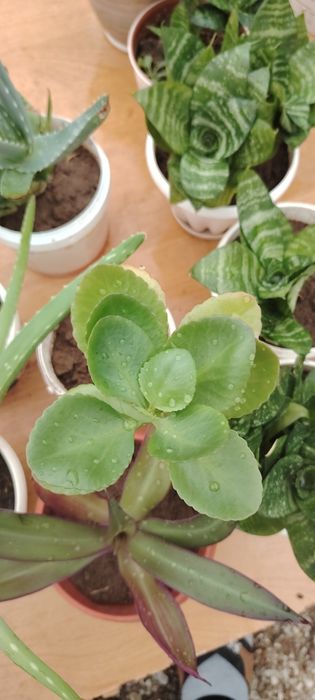 Гүлдер бар распродаж