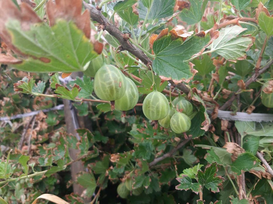 Продам дачу ПК СТ Борки