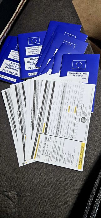 Американско були Хл American bully Xl