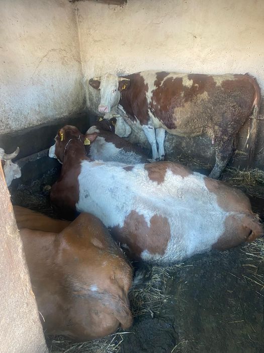 Vand vaci si juninci