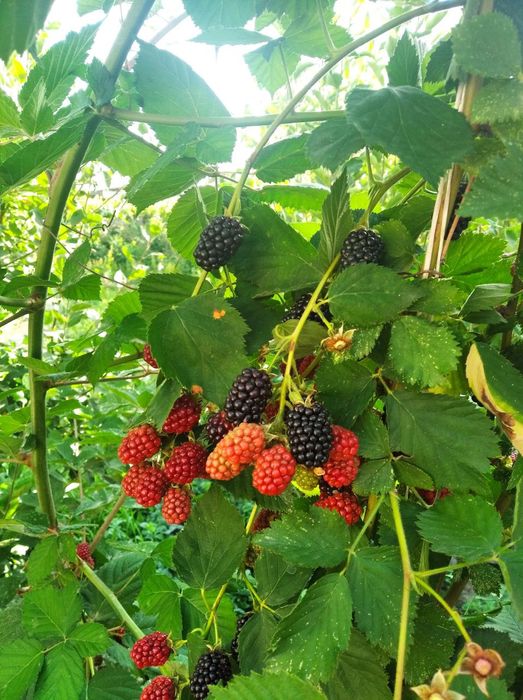 Малина, корамалина. ежевика, ежемалина. Yejimalina, yijiveka, malina