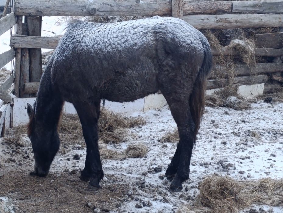 Кобылка тай стоит дома