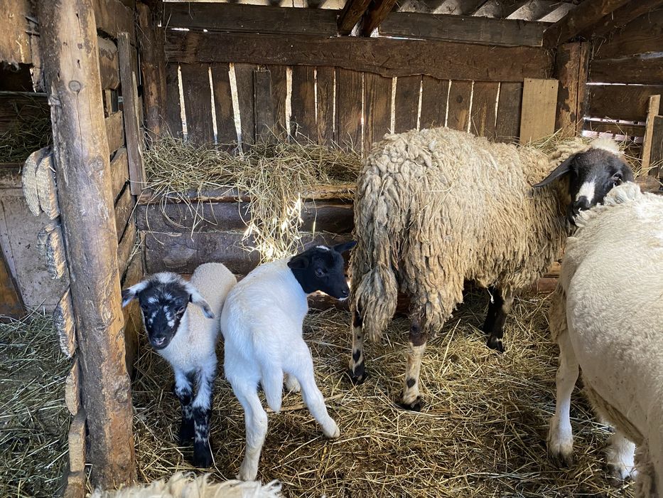 Vand oaie carabasa  cu mieluta