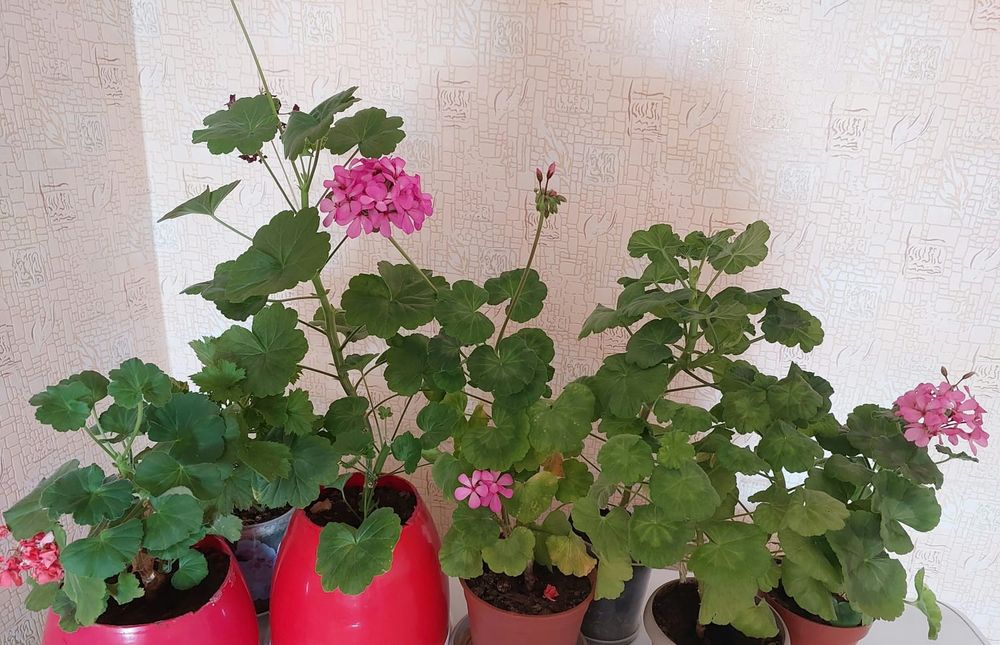Цветы комнатные Герань
