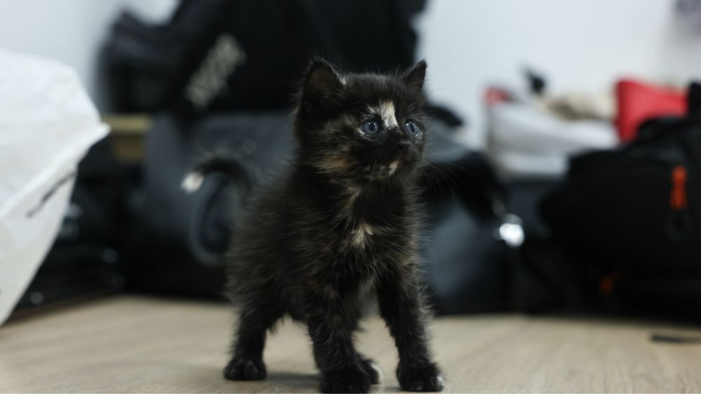 Котенок в добрые ручки