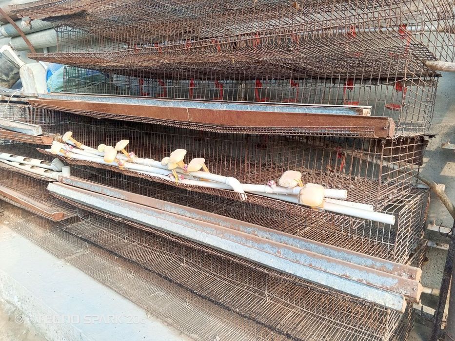 Клетка бедана учун