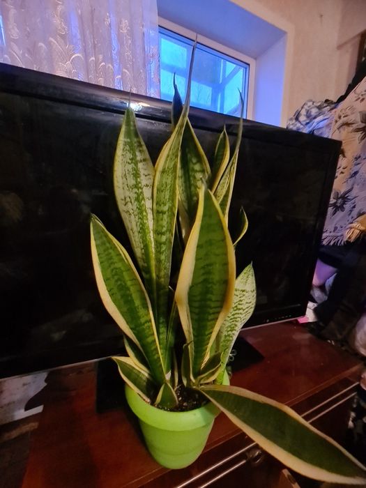 Сансенверия цветок