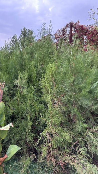 Елка туя кубанская