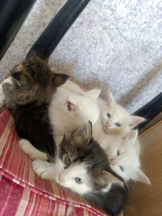 Mushuk Turkish Angora