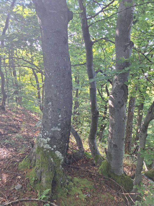 Teren extravilan si padure