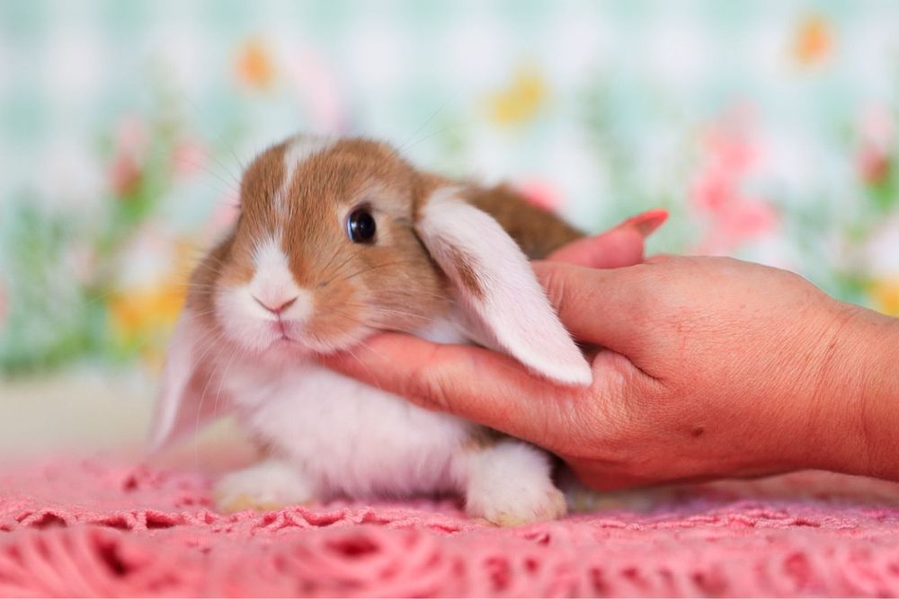 Вислоухие крольчата