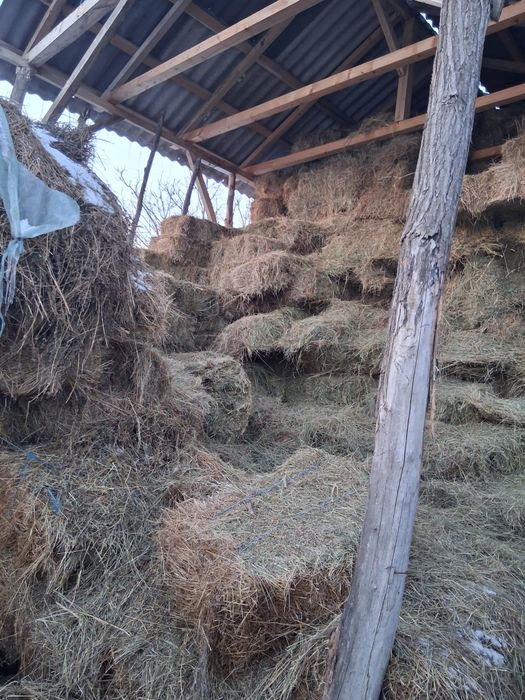 Vând baloți de fân/paie