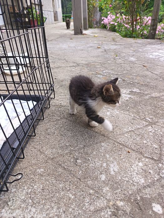 Подарявам котенца