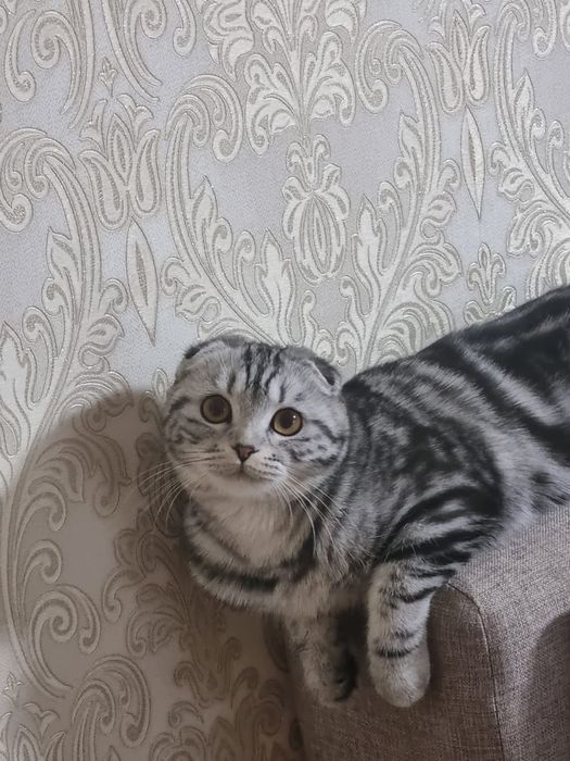 Продам котят Веслоухые!