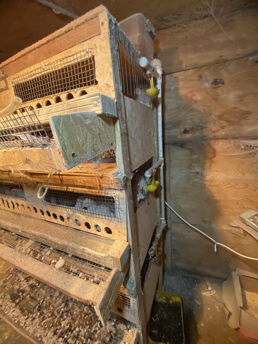 Бодене клеткамен