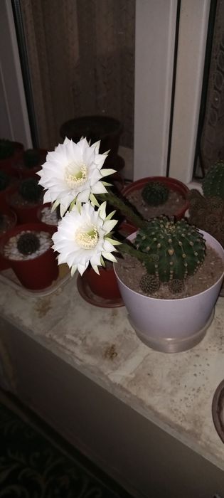 Продам кактус Эхинопсис