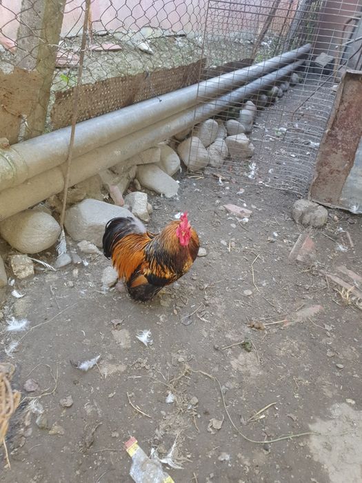 Gaini conchinchina pitice