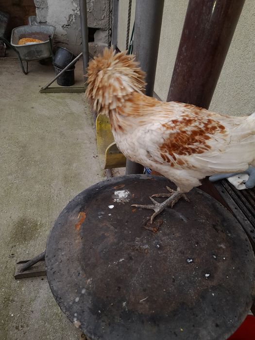 Vând cocoșei moțată olandeza