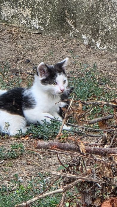 Pisicute spre adoptie
