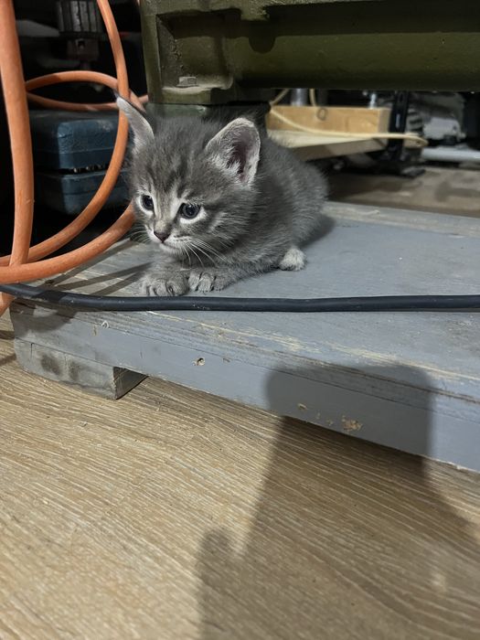 Отдам котят в хорошие , добрые руки