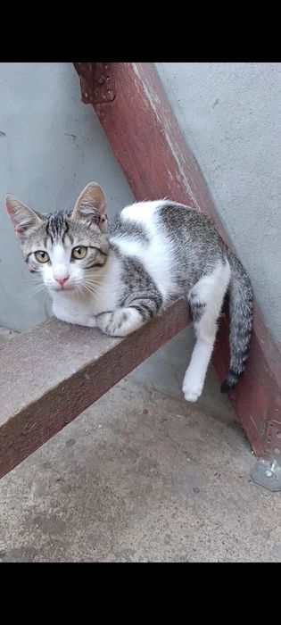 Donez doua pisicuțe drăguțe