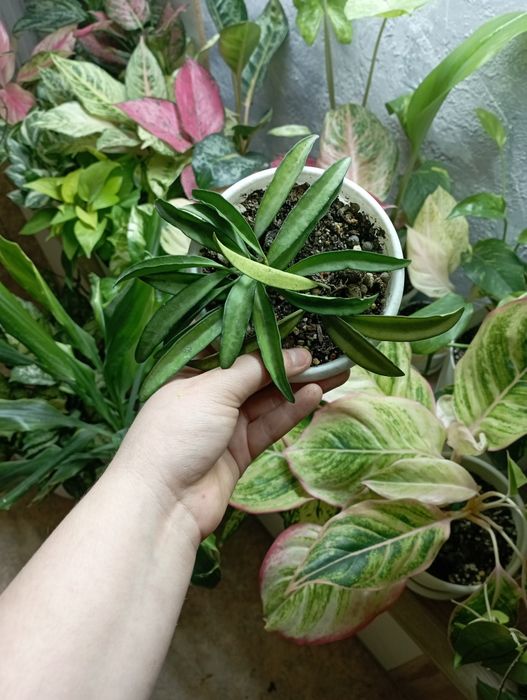 Комнатные растения