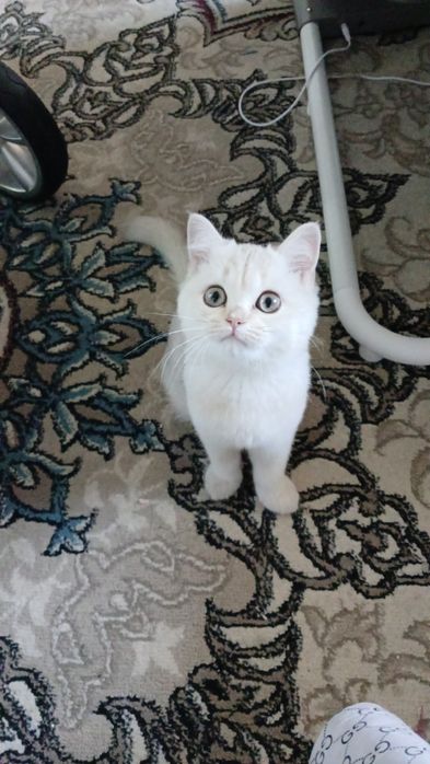 Шиншилла страйт девочка