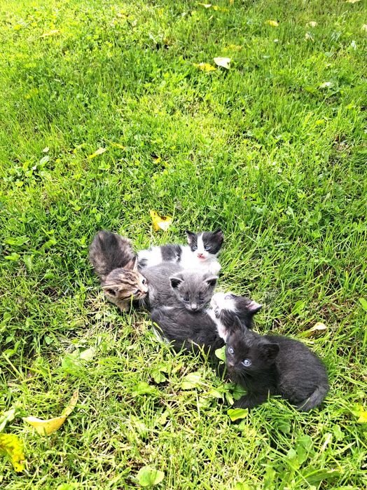 Pisici spre adoptie