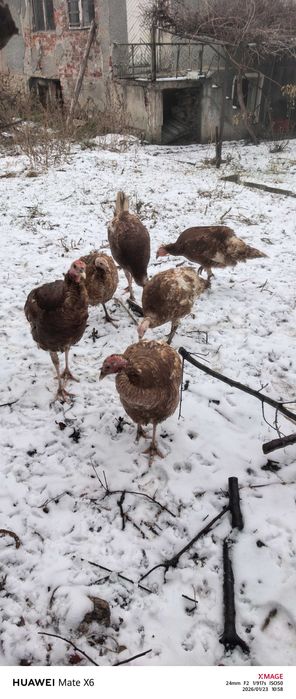 Пуйки ред бърбън