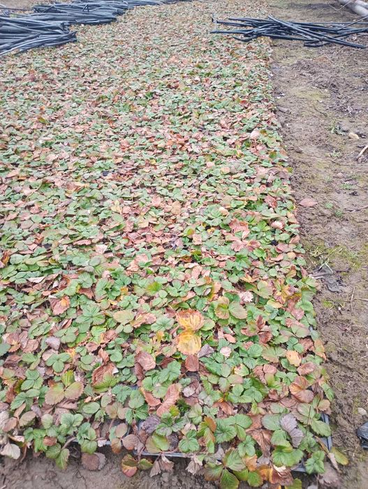 Stoloni de căpșuni la alveola.