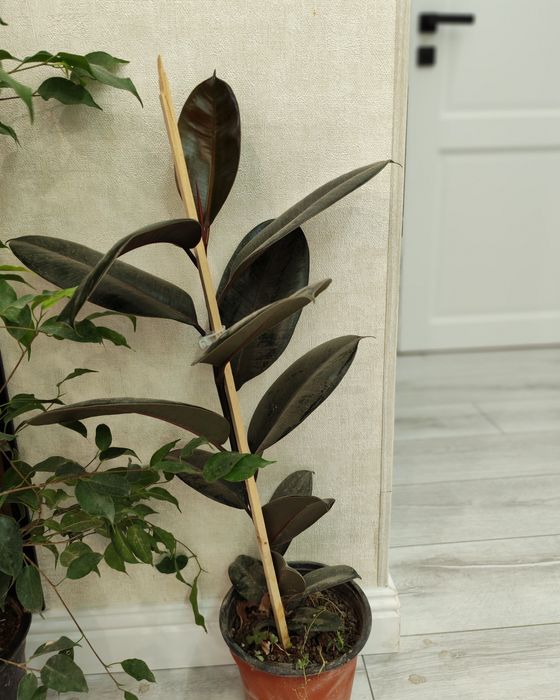 Домашний цветы 34