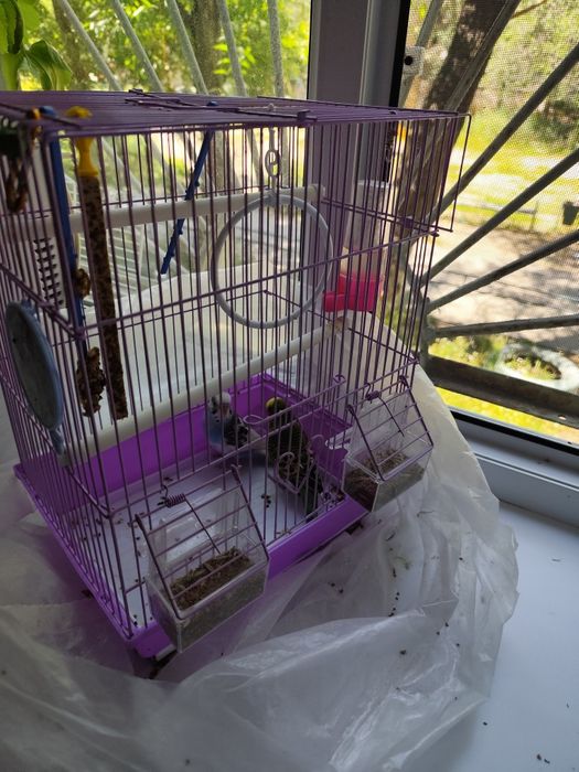 Продам 2 попугая с клеткой